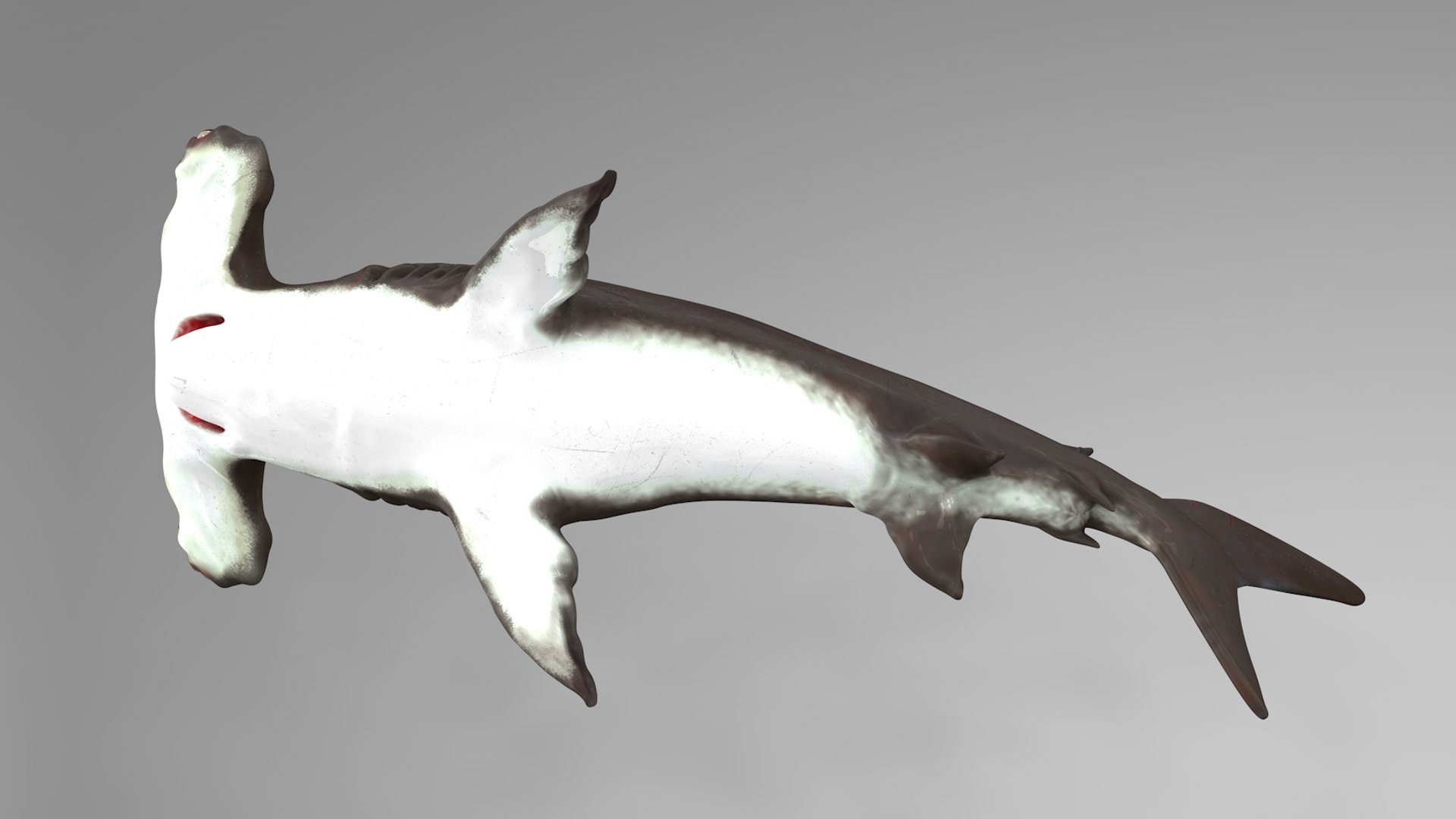 3D hammerhead shark rigged l593 model https://p.turbosquid.com/ts-thumb/ls/r1IIcc/RulWADWu/15/png/1582497387/1920x1080/fit_q87/e5c11a5d27713969677728d976a6441974b618ec/15.jpg