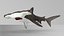 Hammerhead Shark Rigged L593
