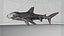Hammerhead Shark Rigged L593