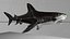 Hammerhead Shark Rigged L593