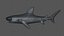 Hammerhead Shark Rigged L593