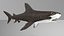 Hammerhead Shark Rigged L593