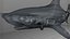 Hammerhead Shark Rigged L593