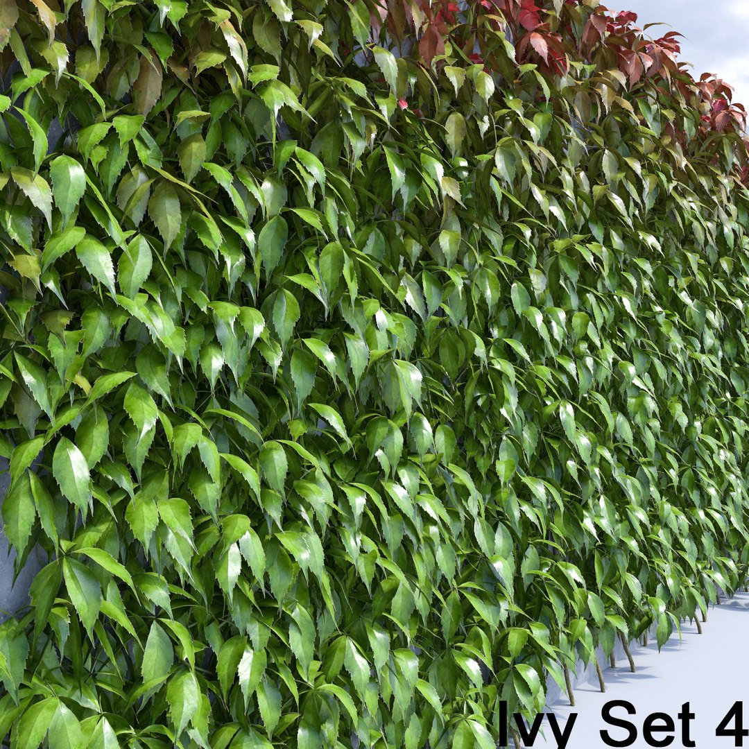 3d ivy leaf grass https://p.turbosquid.com/ts-thumb/ls/rXG0GS/DMvAyLO7/43/jpg/1450003442/1920x1080/fit_q87/8e665d3ad1ce55363426703fc3f3392b61799664/43.jpg