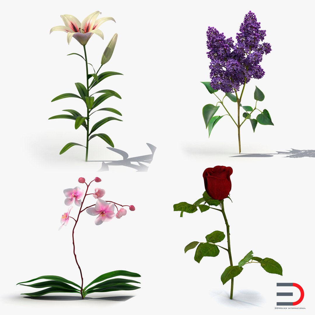 Flowers 3D Models Collection 2 3D model preview