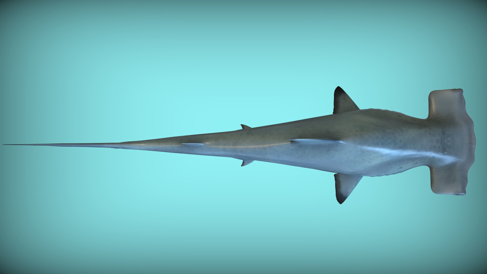 HammerHead Shark 3D Model TurboSquid 2307784