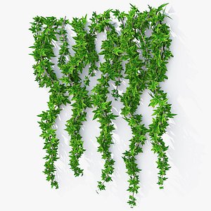 Wall Hanging Plant Ivy K model