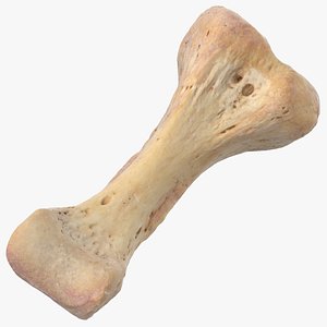 Real Proximal Phalanx Bone of Index Toe 01
