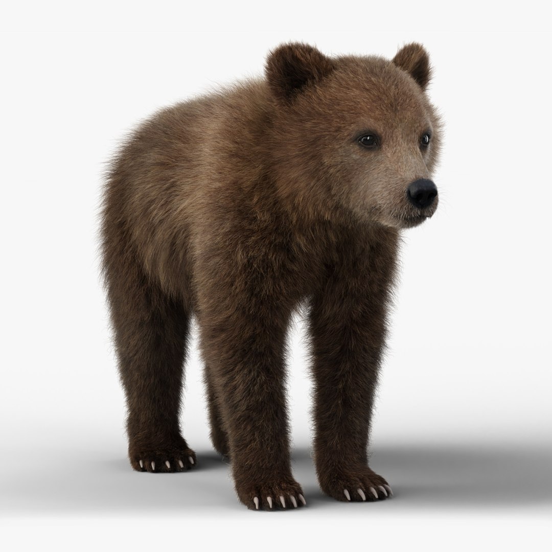 Little Brown bear Animated 3D model https://p.turbosquid.com/ts-thumb/lt/OI5x6s/Xb/jw0n6w0a_ursusarctos_young_example/jpg/1703787031/1920x1080/fit_q87/efed9cf1776683a87efbd3171a14bcfdce175715/jw0n6w0a_ursusarctos_young_example.jpg