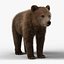Little Brown bear Animated