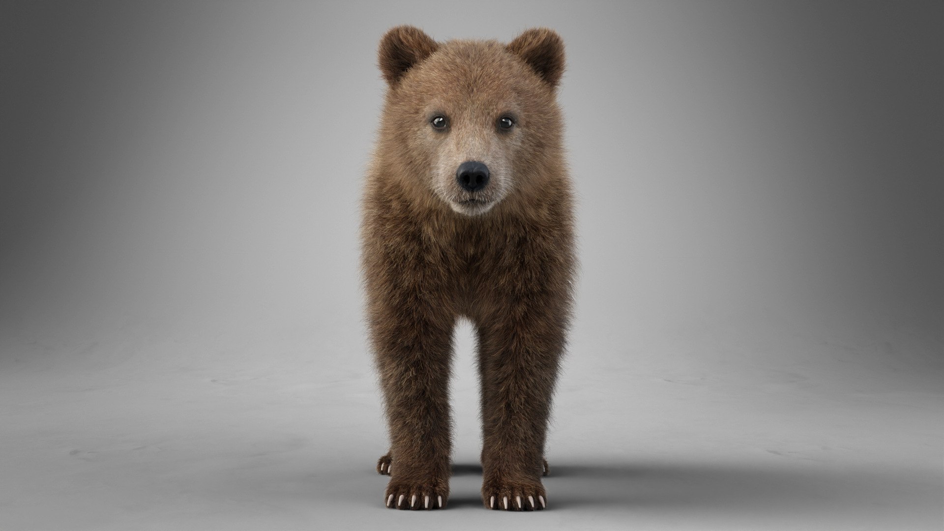Little Brown bear Animated 3D model https://p.turbosquid.com/ts-thumb/lt/OI5x6s/eK/jw0n6w0a_ursusarctos_young_effectmap03/jpg/1703787030/1920x1080/fit_q87/3ceda03823ab8cae3f41f87abeb137b22603c9fa/jw0n6w0a_ursusarctos_young_effectmap03.jpg