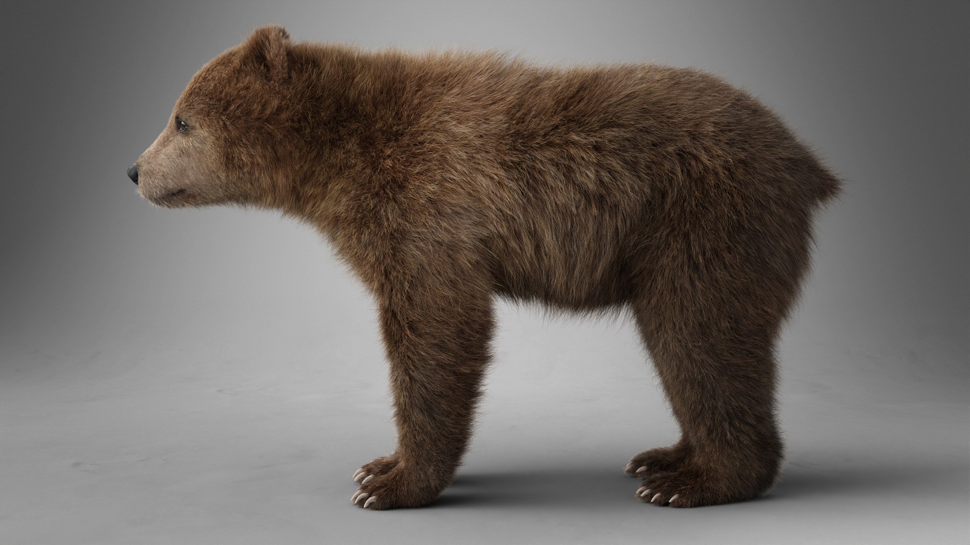 Little Brown bear Animated 3D model https://p.turbosquid.com/ts-thumb/lt/OI5x6s/hV/jw0n6w0a_ursusarctos_young_effectmap01/jpg/1703787029/1920x1080/fit_q87/f807b17f91dc5e04357d8e2491b3204c8d869d17/jw0n6w0a_ursusarctos_young_effectmap01.jpg