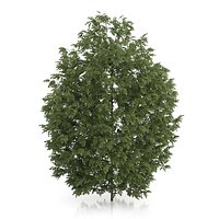 Hackberry Tree (Prunus padus) 2.8m
