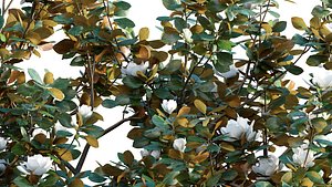 Magnolia grandiflora 3D model