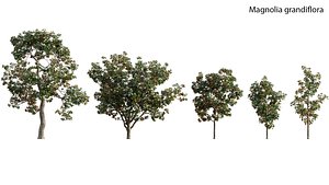 Magnolia grandiflora 3D model