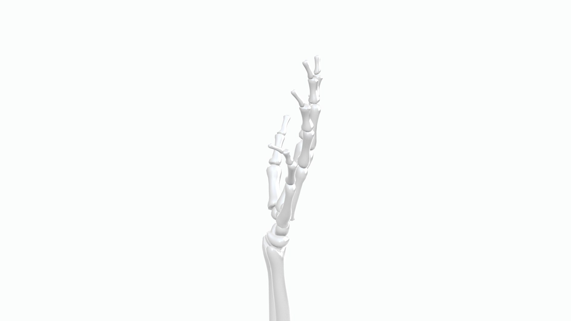Skeleton Arm Model - TurboSquid 2389755