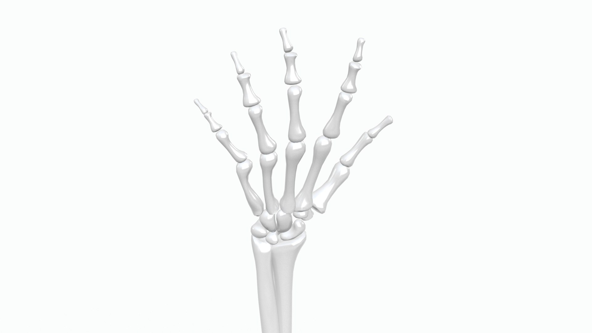 Skeleton Arm Model - TurboSquid 2389755