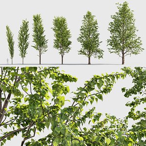 Populus nigra - Black Poplar 3D model