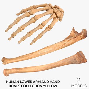 3D Human Lower Arm and Hand Bones Collection Yellow -  3 models