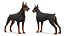 Walking Collar Doberman Pinscher 3D model