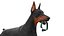 Walking Collar Doberman Pinscher 3D model
