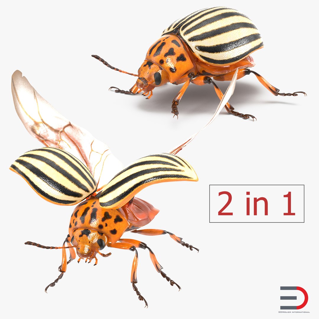 Colorado Potato Beetle Rigged 3D Models Collection 3D model preview