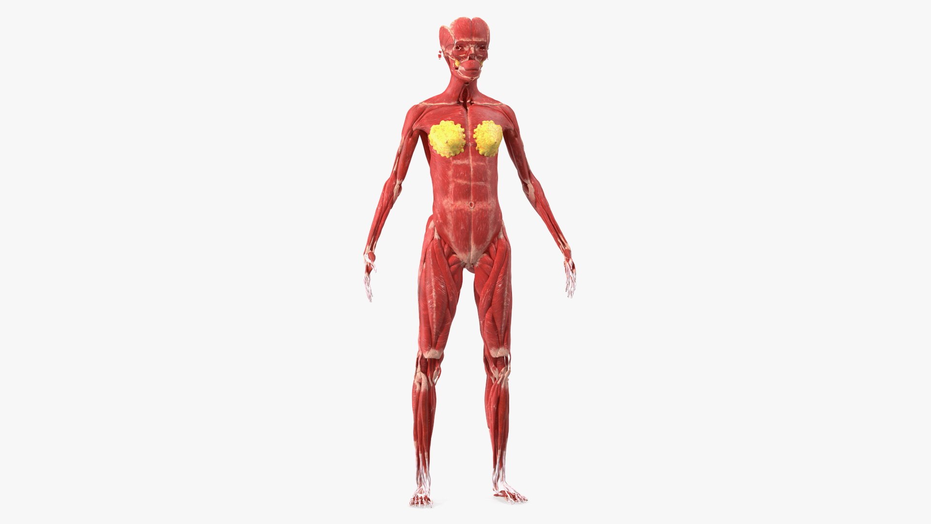Girl Muscle System 3D model preview