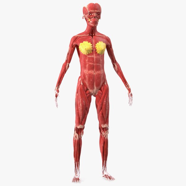 Girl Muscle System 3D model