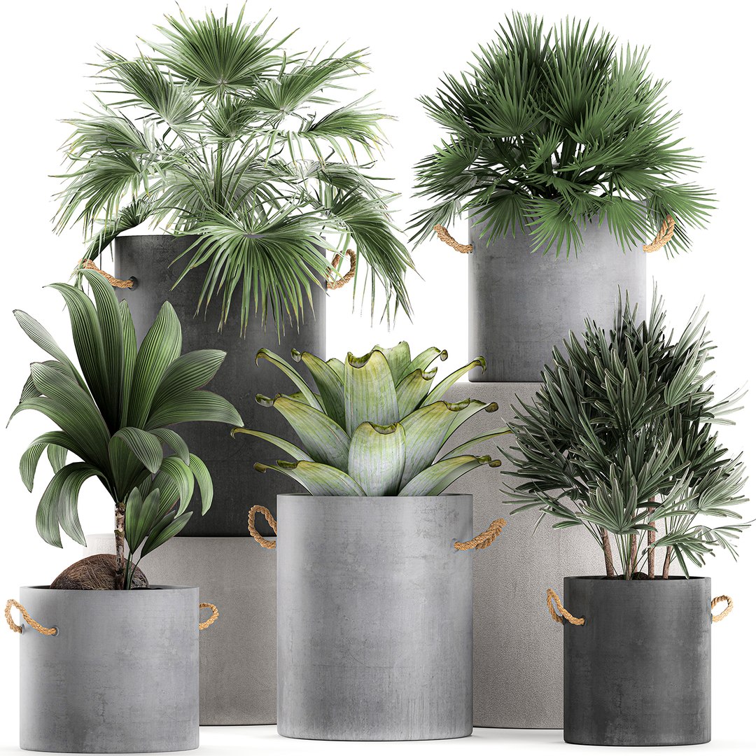 Palm Interior Pots Concrete 3D Model - TurboSquid 1581148