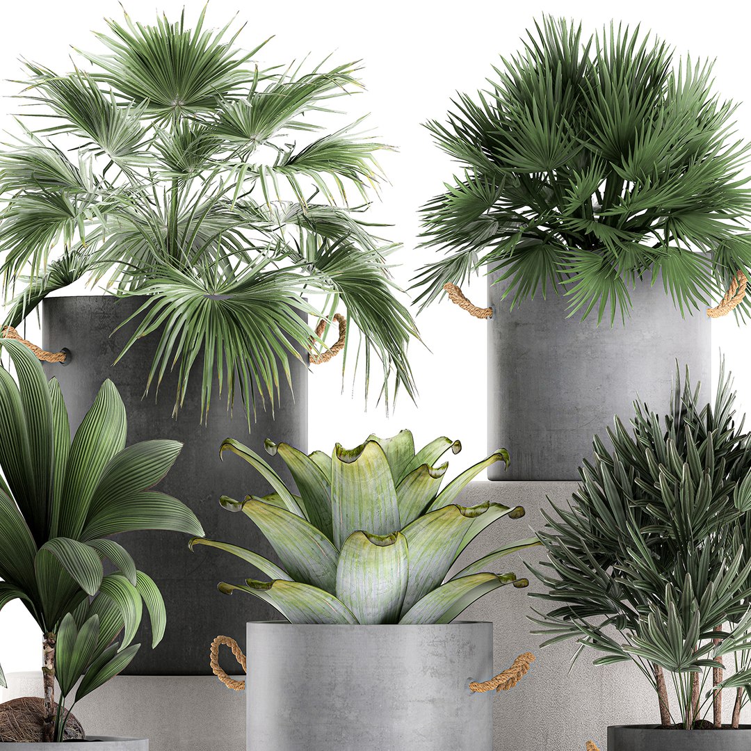 palm interior pots concrete 3D model https://p.turbosquid.com/ts-thumb/lu/OUl6nL/IV9C5ATP/plantpot2306202002/jpg/1593002158/1920x1080/fit_q87/3e3b178c57b23feba0a1774337cacd7d141f03b8/plantpot2306202002.jpg