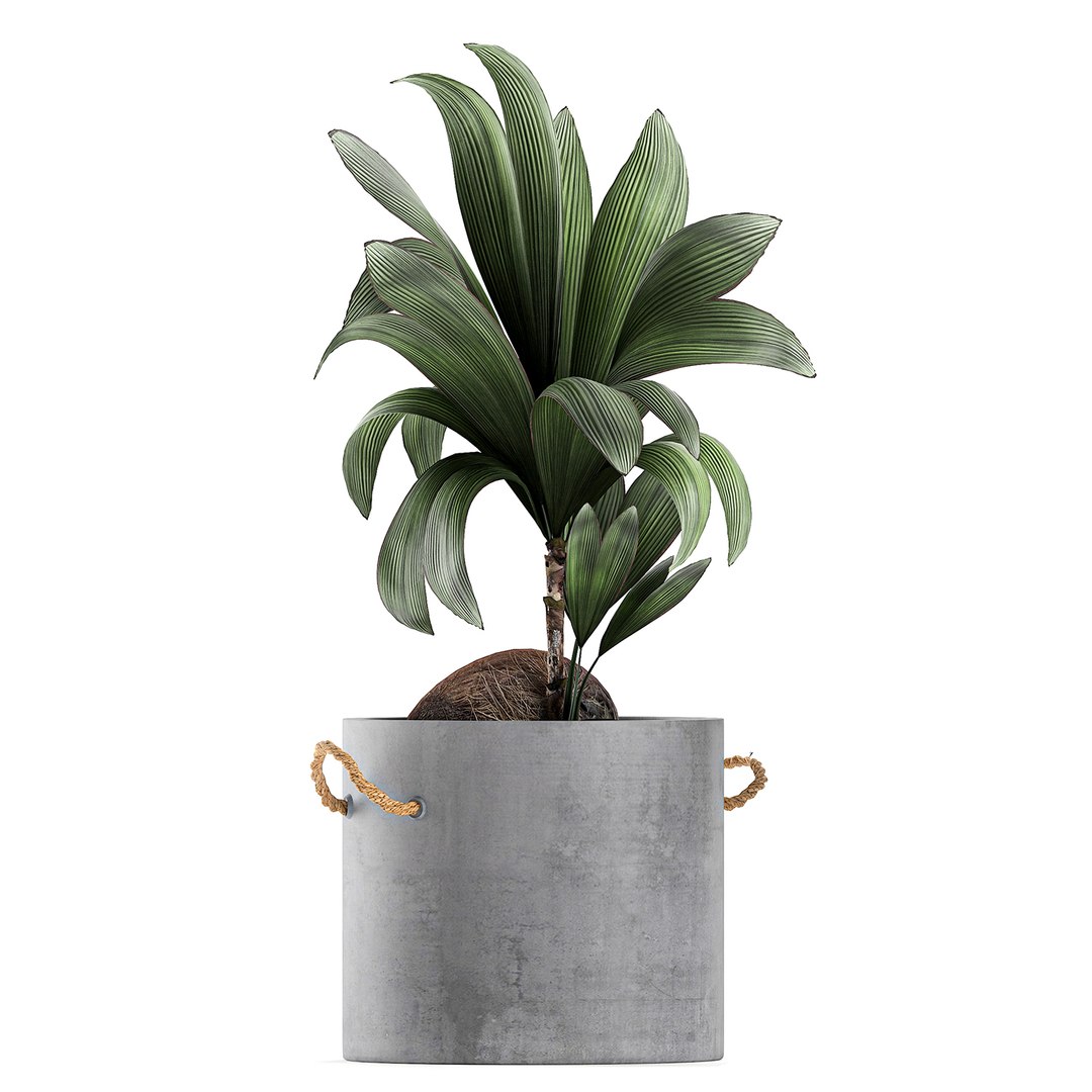 palm interior pots concrete 3D model https://p.turbosquid.com/ts-thumb/lu/OUl6nL/V8c37hFX/plantpot2306202004/jpg/1593002158/1920x1080/fit_q87/d8fa5f6436c7060e191e5fe00e76ce24ce3d27cf/plantpot2306202004.jpg