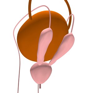 Bladder