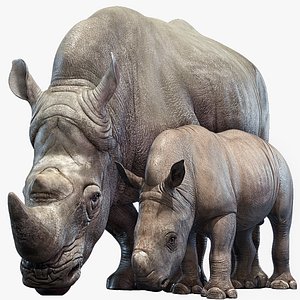 rhino family rigged model