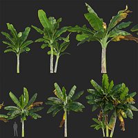 Musa acuminata - Banana 3D model