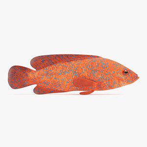 3D model coral grouper