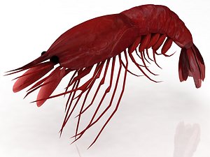 3D Shrimp