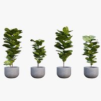 Fiddle Leaf Fig - Ficus lyrata