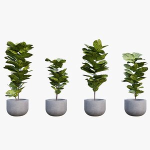 Fiddle Leaf Fig - Ficus lyrata