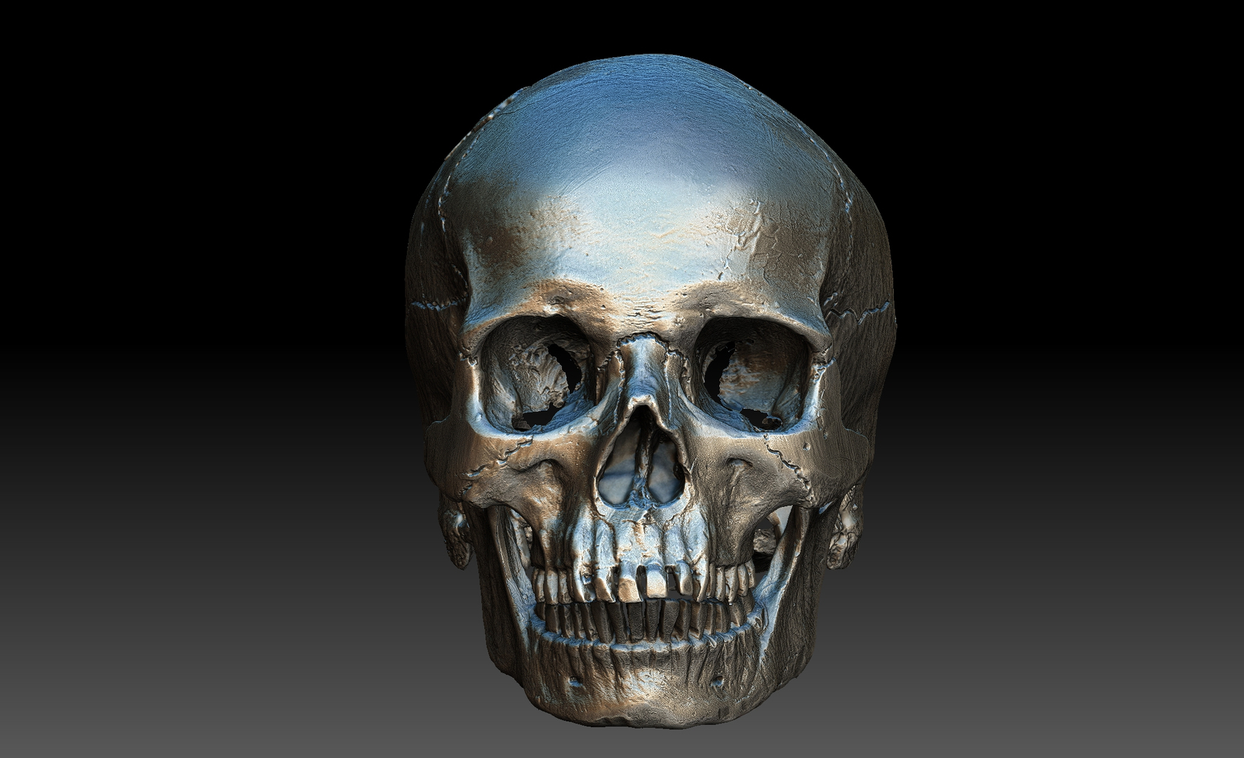 3д скан череп Европеоид