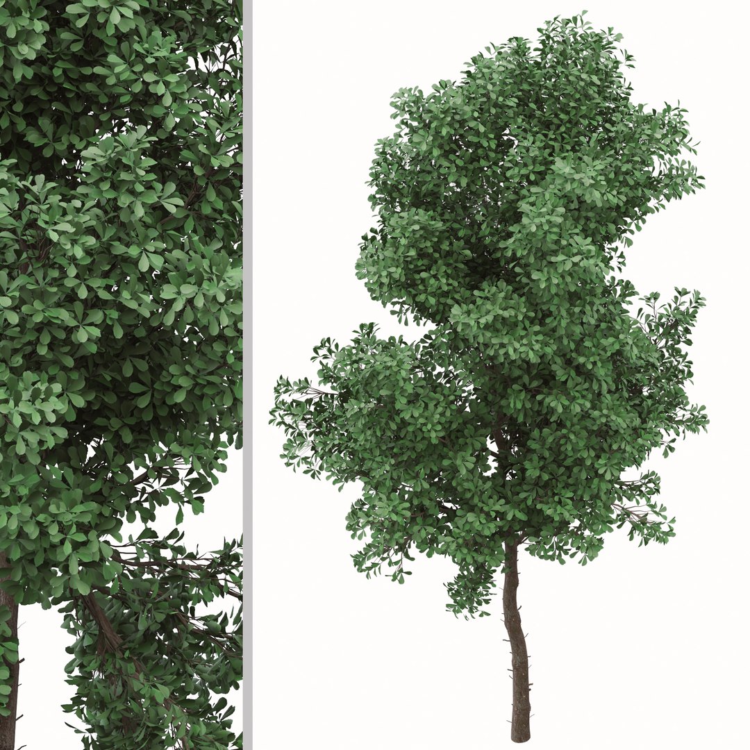 3D Set Of Terminalia Mantaly Or Madagascar Almond Tree Model ...