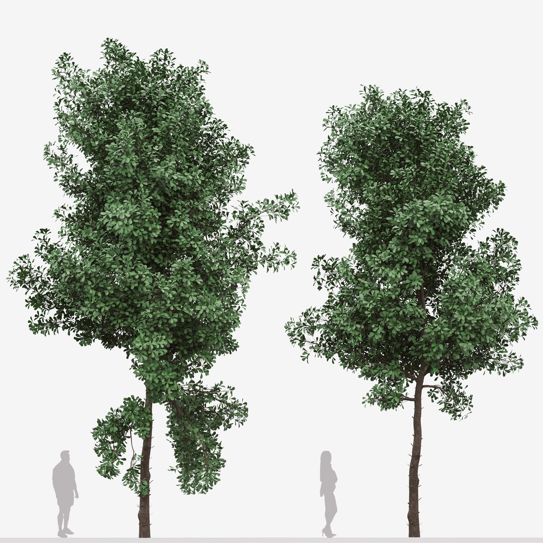 3D Set Of Terminalia Mantaly Or Madagascar Almond Tree Model ...