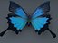 Blue Butterfly