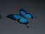 Blue Butterfly