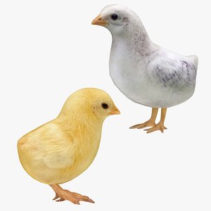 3D chicken chick 2 1 model