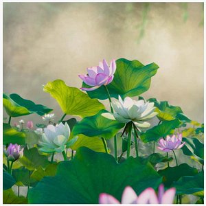 Water Lily 3D Models for Download | TurboSquid