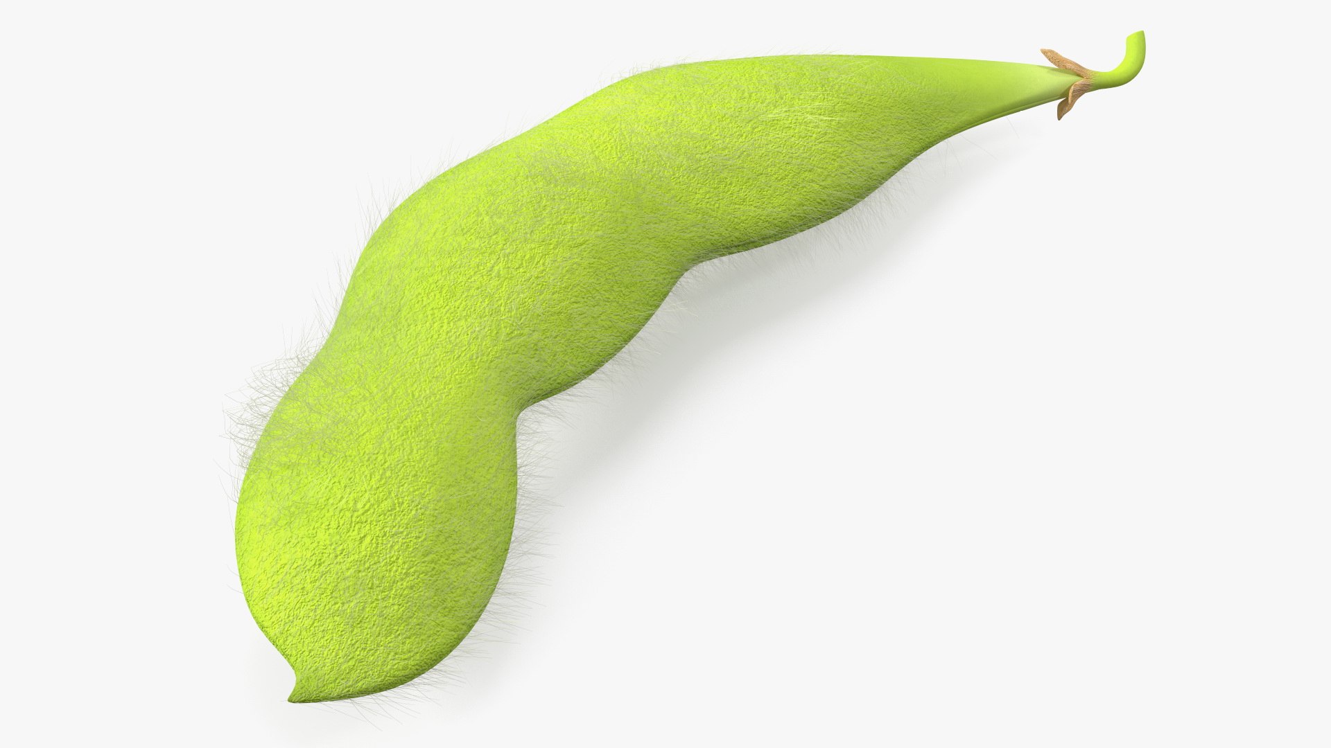 Green Soybean Pod Fur 3D model preview