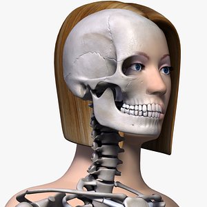 anatomically female body skeleton arm 3d model