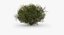 Realistic Shrub