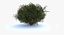 Realistic Shrub