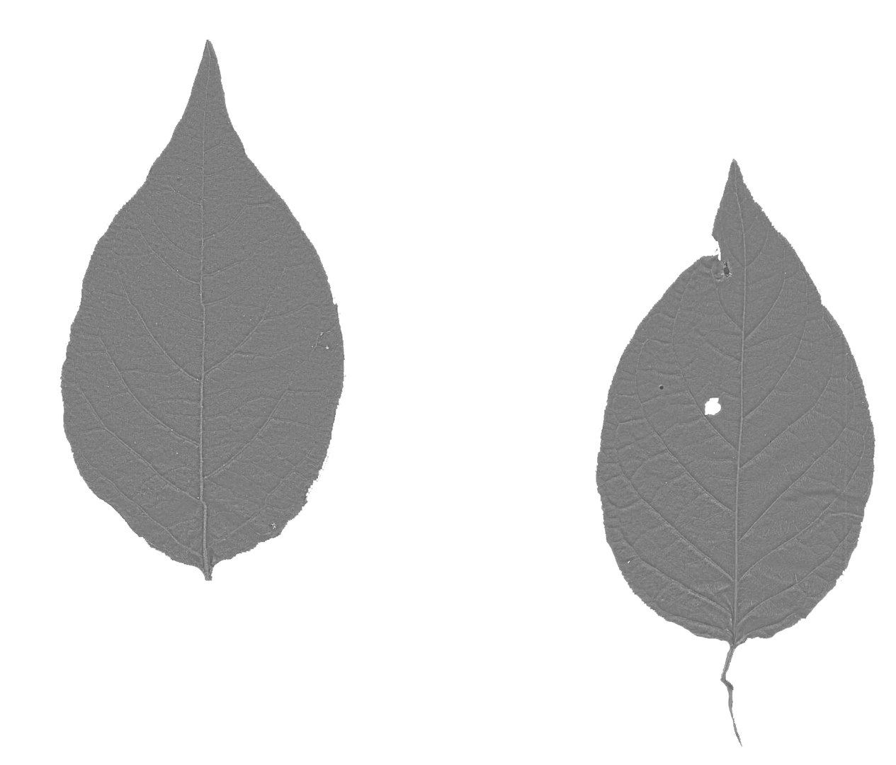 realistic shrub 3d model https://p.turbosquid.com/ts-thumb/lv/KYVYHH/a80bOGvX/leaf_normal/png/1460085156/1920x1080/fit_q87/62591a2a35aaa6606ed39564540e2379d7abf5b7/leaf_normal.jpg